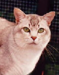 Bild der Katzenrasse