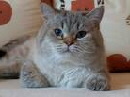 Bild der Katzenrasse