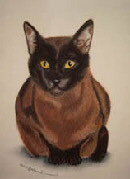 Bild der Katzenrasse