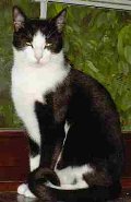 Bild der Katzenrasse