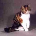 Bild der Katzenrasse