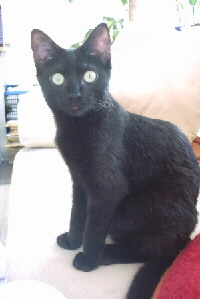Bild der Katzenrasse