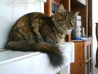 Norwegische Waldkatze